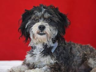 Maltipoo Dogs for adoption in Pasadena, CA, USA