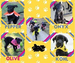 Border Collie-Retriever  Mix Dogs for adoption in Lindsay, CA, USA