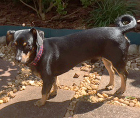 Medium Photo #1 Chiweenie Puppy For Sale in Kennesaw, GA, USA