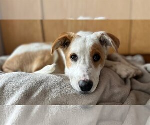 Mutt Dogs for adoption in Wakefield, RI, USA