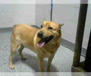 Shiba Inu Dogs for adoption in Atlanta, GA, USA
