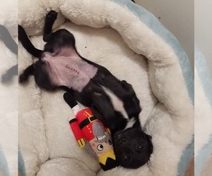 Chug Dogs for adoption in Wilmington, DE, USA