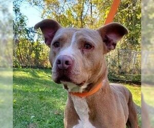 American Pit Bull Terrier-Unknown Mix Dogs for adoption in Russellville, KY, USA
