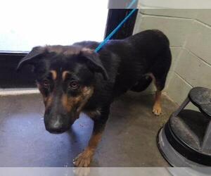 German Shepherd Dog-Unknown Mix Dogs for adoption in Tulsa, OK, USA