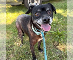 Chihuahua-Unknown Mix Dogs for adoption in Chico, CA, USA