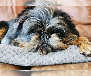 Brussels Griffon-Unknown Mix Dogs for adoption in Princeton, MN, USA