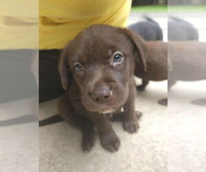 Huskies -Labrador Retriever Mix Dogs for adoption in Raleigh, NC, USA