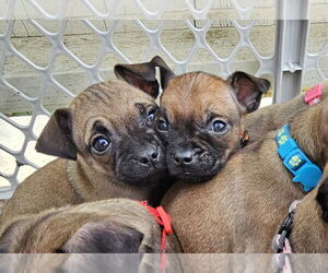 Chug Dogs for adoption in Pacifica, CA, USA