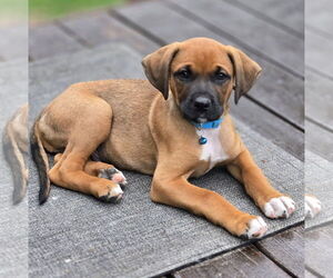 Mutt Dogs for adoption in Brooklyn Center, MN, USA