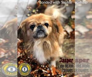 Pekingese Dogs for adoption in Nicholasville, KY, USA