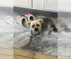 Mutt Dogs for adoption in McKinney, TX, USA