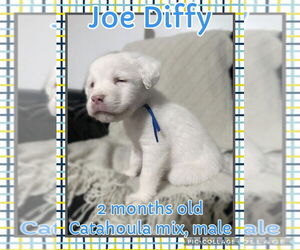 American Pit Bull Terrier-Catahoula Leopard Dog Mix Dogs for adoption in Jacksonville, NC, USA