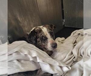 Mutt Dogs for adoption in San Antonio, TX, USA