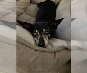 Chipin Dogs for adoption in Holland, MI, USA