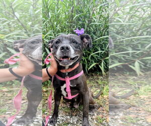 Staffordshire Bull Terrier-Unknown Mix Dogs for adoption in Magnolia Springs, AL, USA