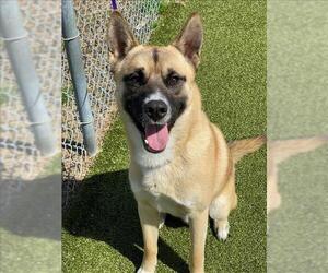 Akita-Unknown Mix Dogs for adoption in Fayetteville, NC, USA