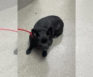 Chug Dogs for adoption in Las Vegas, NV, USA