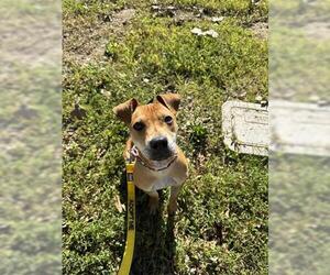 Mutt Dogs for adoption in San Martin, CA, USA