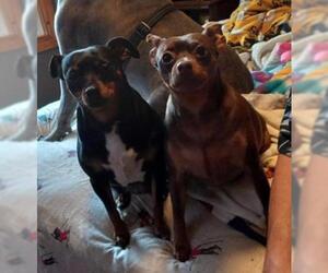 Muggin Dogs for adoption in Grand Haven, MI, USA