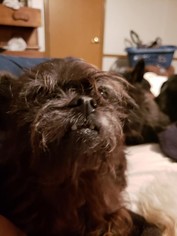 Shiffon Dogs for adoption in Reeds, MO, USA