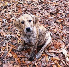 Medium Photo #1 Sheprador Puppy For Sale in Benton, AR, USA
