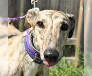 Greyhound Dogs for adoption in Grandville, MI, USA