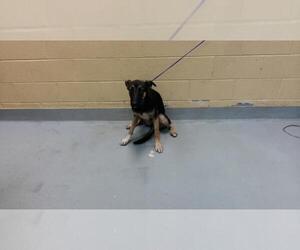 German Shepherd Dog-Unknown Mix Dogs for adoption in Tulsa, OK, USA