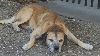 Spanador Dogs for adoption in Houston, TX, USA