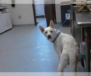 German Shepherd Dog Dogs for adoption in Fayetteville, NC, USA