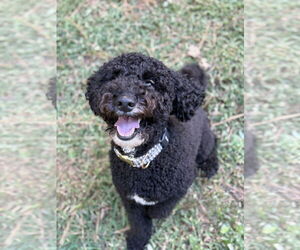 Poodle (Miniature)-Poodle (Standard) Mix Dogs for adoption in Pacolet, SC, USA
