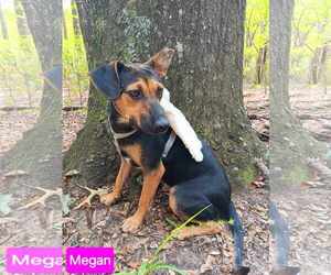 Mutt Dogs for adoption in Farmerville, LA, USA