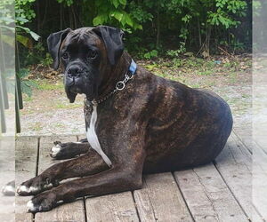 Boxer Dogs for adoption in Brights Grove, Ontario, Canada