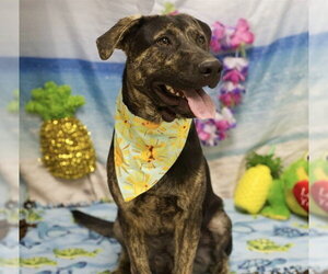 Labrador Retriever-Unknown Mix Dogs for adoption in Placerville, CA, USA