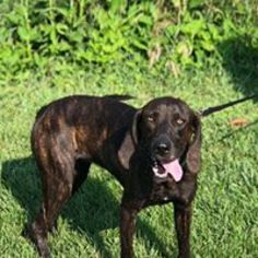 Plott Hound-Unknown Mix Dogs for adoption in Lewisburg, WV, USA