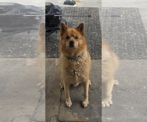 - Mix Dogs for adoption in Woodland, CA, USA