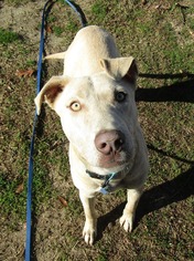American Staffordshire Terrier Dogs for adoption in Laurinburg, NC, USA