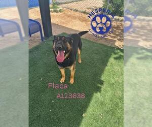 German Shepherd Dog Dogs for adoption in HESPERIA, CA, USA