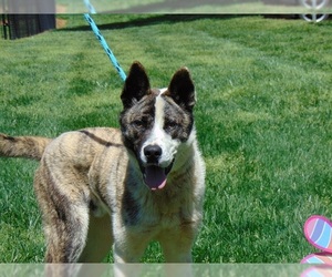 Akita Dogs for adoption in Charlotte, NC, USA