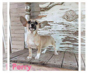 Chihuahua-Unknown Mix Dogs for adoption in Boonton, NJ, USA