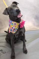 Labrador Retriever-Unknown Mix Dogs for adoption in pomfret, CT, USA