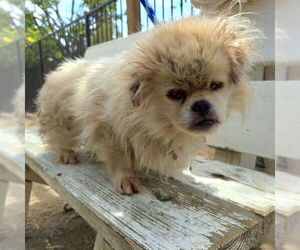 Pekingese Dogs for adoption in Long Beach, CA, USA