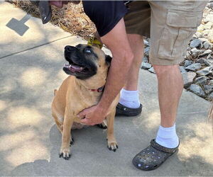 Labrador Retriever-Unknown Mix Dogs for adoption in Spring Lake, NC, USA
