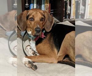 Coonhound Dogs for adoption in Queen Creek, AZ, USA