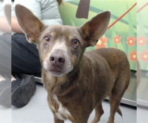 Australian Kelpie Dogs for adoption in Waco, TX, USA