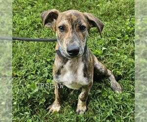 Mutt Dogs for adoption in Madisonville, TN, USA