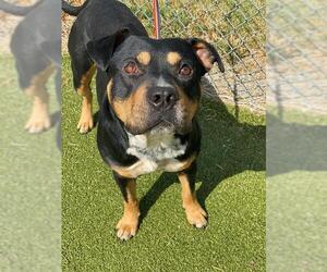 Rottweiler-Unknown Mix Dogs for adoption in Fayetteville, NC, USA