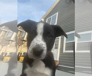 Border Collie Dogs for adoption in Minneapolis, MN, USA