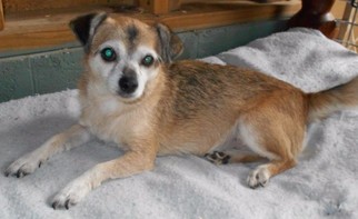 Border Terrier Dogs for adoption in Cabool, MO, USA