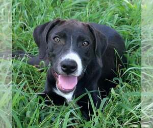 Labrador Retriever Dogs for adoption in FRAMINGHAM, MA, USA