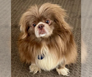 Pekingese-Unknown Mix Dogs for adoption in Plymouth, MN, USA